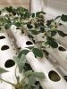 NFT Hydroponics System with 108 Holes Kits; Vertical Hydroponic Growing Systems PVC Tube Plant Vegetable