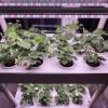 Home Complete Hydroponics System Kit 3 Layers 42 Pods with 6 PCS of Grow Light to Grow Strawberry/Lettuce/Cherry Tomato etc